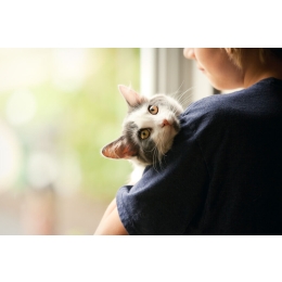 Fontanna dla kota - co zrobić gdy kot zbyt mało pije?